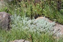 Helichrysum argentissimum