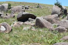 Helichrysum argentissimum