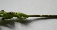 Holothrix schlechteriana