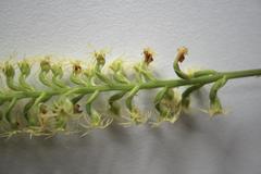 Holothrix schlechteriana