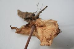 Holothrix schlechteriana