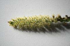 Holothrix schlechteriana