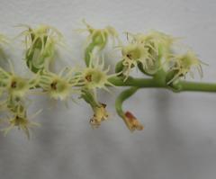 Holothrix schlechteriana