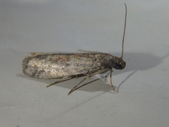 Ephestia parasitella