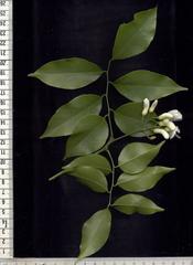 Craibia zimmermannii