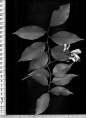 Craibia zimmermannii