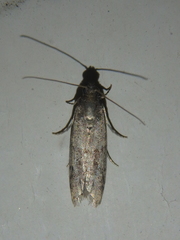 Ephestia parasitella