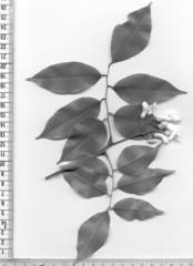 Craibia zimmermannii