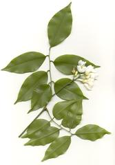 Craibia zimmermannii