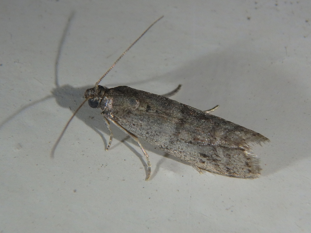 Ephestia parasitella
