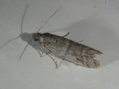 Ephestia parasitella