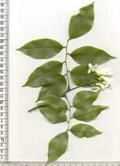 Craibia zimmermannii