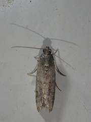 Ephestia parasitella