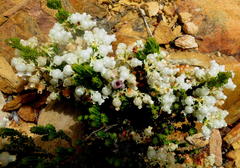 Erica glomiflora glomiflora