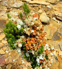 Erica glomiflora glomiflora