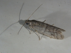 Ephestia parasitella
