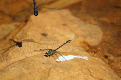 Paragomphus cognatus