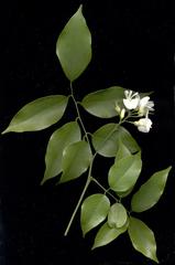 Craibia zimmermannii