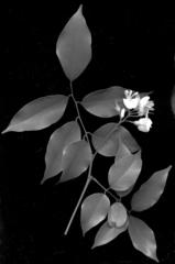 Craibia zimmermannii