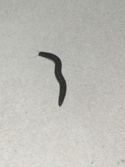 Ommatoiulus sabulosus