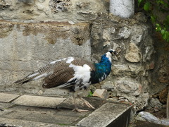 Pavo