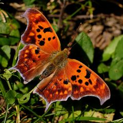 Polygonia interrogationis