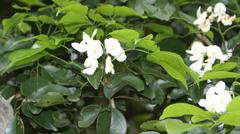 Craibia zimmermannii