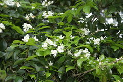 Craibia zimmermannii