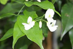 Craibia zimmermannii