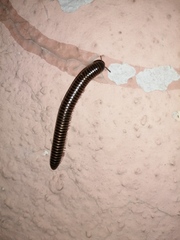 Acanthoiulus cassinensis