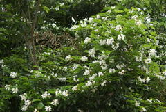 Craibia zimmermannii