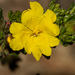 Hibbertia sericea - Photo (c) Tim Hammer,  זכויות יוצרים חלקיות (CC BY-NC), הועלה על ידי Tim Hammer