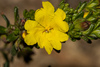 Hibbertia sericea - Photo (c) Tim Hammer, algunos derechos reservados (CC BY), subido por Tim Hammer