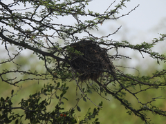 Auriparus flaviceps