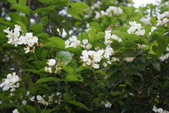 Craibia zimmermannii