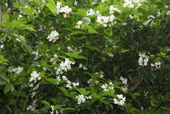 Craibia zimmermannii