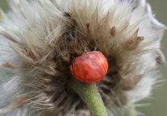 Sphaerocoris testudogrisea