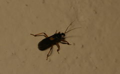 Ectomocoris