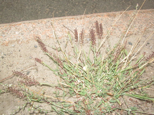 Tragus racemosus iNat (2)