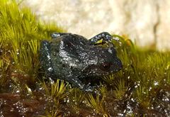Landdros Moss Frog photo 5