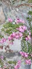 Erica lucida