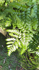 Rumohra adiantiformis