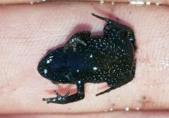 Landdros Moss Frog photo 2