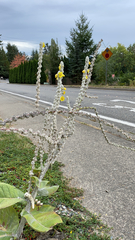 Verbascum bombyciferum