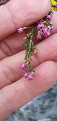 Erica lucida