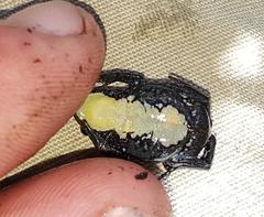 Landdros Moss Frog photo 4