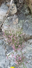 Erica lucida