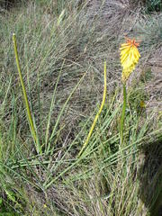 Kniphofia citrina