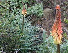 Kniphofia sarmentosa