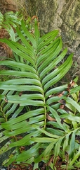 Blechnum capense